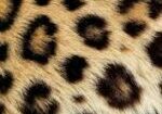 leopard change its spots - Jeremiah