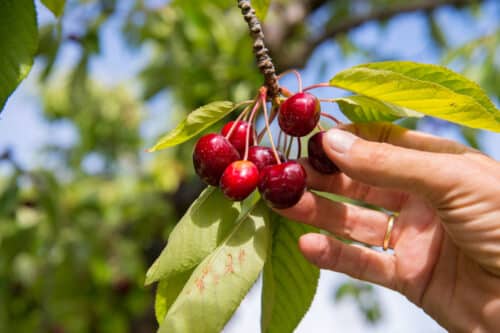 cherry picking verses from Bible