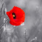 Remembering remembrance